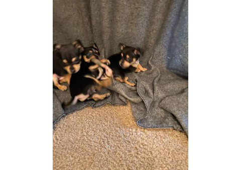 8 Week Old Toy Size Chihuahuas