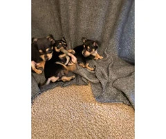 8 Week Old Toy Size Chihuahuas