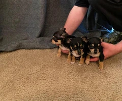 8 Week Old Toy Size Chihuahuas - 3