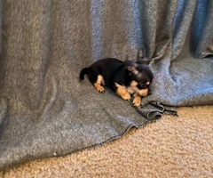 8 Week Old Toy Size Chihuahuas - 4