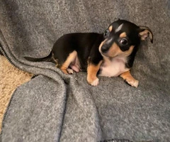 8 Week Old Toy Size Chihuahuas - 5
