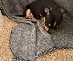 8 Week Old Toy Size Chihuahuas - 6