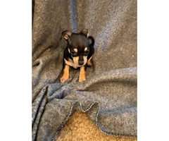 8 Week Old Toy Size Chihuahuas - 7