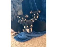 8 Week Old Toy Size Chihuahuas - 8