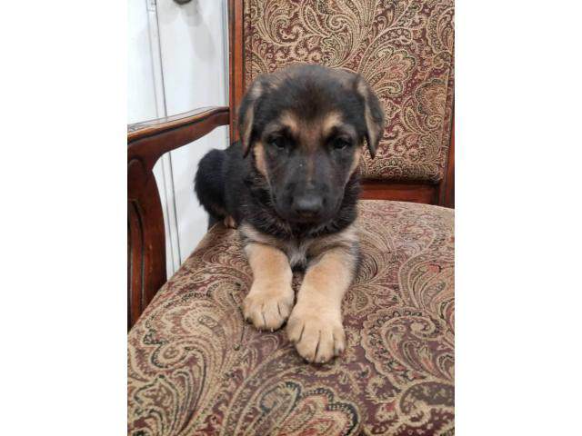 3 female German sheperd puppies looking for new home in ...