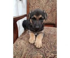 3 female German sheperd puppies looking for new home