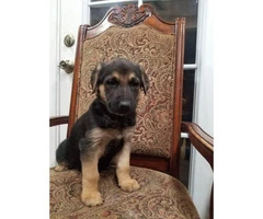 3 female German sheperd puppies looking for new home - 2
