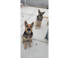3 female German sheperd puppies looking for new home - 4