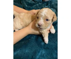 Gorgeous blue eyes Shih-poo puppy for sale
