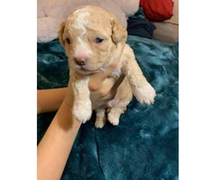 Gorgeous blue eyes Shih-poo puppy for sale - 3