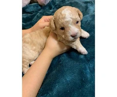 Gorgeous blue eyes Shih-poo puppy for sale - 4
