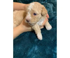 Gorgeous blue eyes Shih-poo puppy for sale - 5