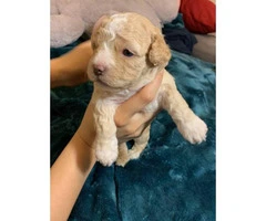Gorgeous blue eyes Shih-poo puppy for sale - 6