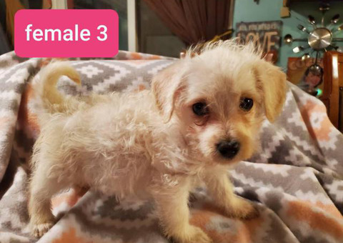 10 weeks old Wee-Chon puppies for sale