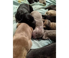 Twelve gorgeous guardian mastiff puppies for adoption