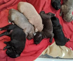 Twelve gorgeous guardian mastiff puppies for adoption - 3