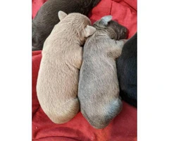 Twelve gorgeous guardian mastiff puppies for adoption - 6