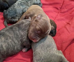 Twelve gorgeous guardian mastiff puppies for adoption - 7