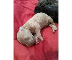 Twelve gorgeous guardian mastiff puppies for adoption - 9