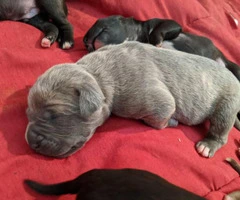 Twelve gorgeous guardian mastiff puppies for adoption - 10