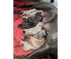 Twelve gorgeous guardian mastiff puppies for adoption - 11
