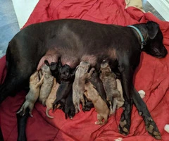 Twelve gorgeous guardian mastiff puppies for adoption - 12