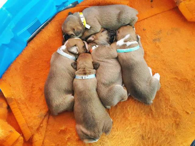 cheap boxer puppies for sale near me