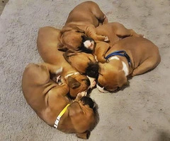 Boxer puppies for sale - 2