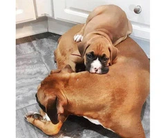 Boxer puppies for sale - 3