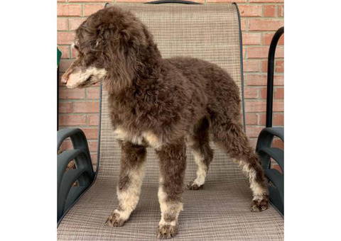Moyen Poodle Puppy