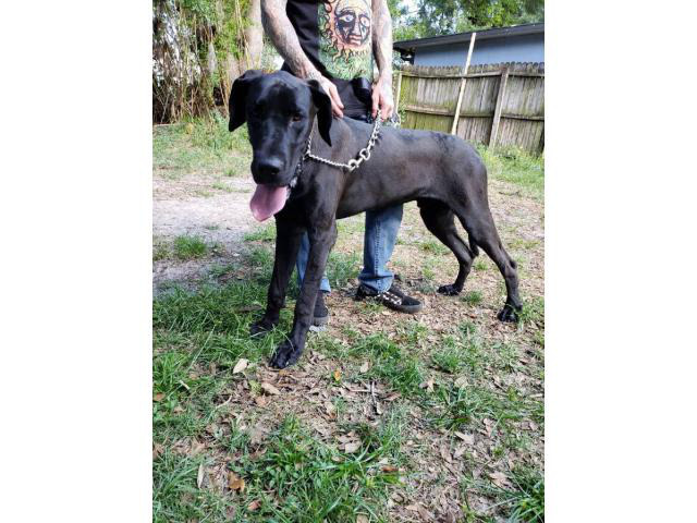 Full-blooded Great Dane puppies in Jacksonville, Florida ...
