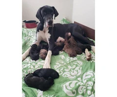 Full-blooded Great Dane puppies - 2