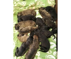 Full-blooded Great Dane puppies - 3