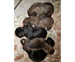 Full-blooded Great Dane puppies - 4