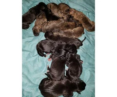 Full-blooded Great Dane puppies - 5