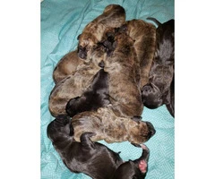 Full-blooded Great Dane puppies - 6