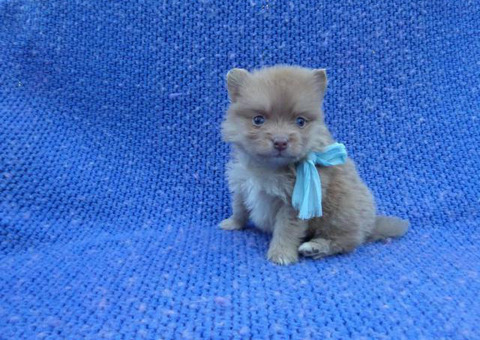 Purebred Pomeranian Puppies with a health guarantee