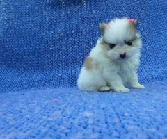 Purebred Pomeranian Puppies with a health guarantee - 3