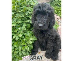 11 weeks old beautiful male Labradoodle puppies