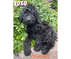 11 weeks old beautiful male Labradoodle puppies - 2