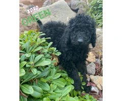 11 weeks old beautiful male Labradoodle puppies - 3