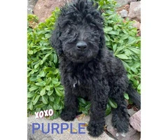 11 weeks old beautiful male Labradoodle puppies - 4