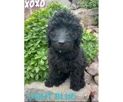 11 weeks old beautiful male Labradoodle puppies - 5