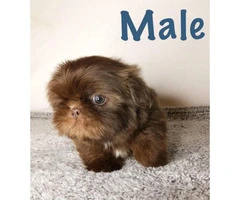 Male and female Shih tzu puppies - 3