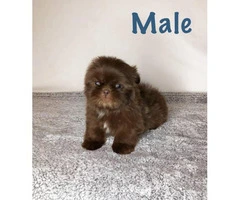 Male and female Shih tzu puppies - 4