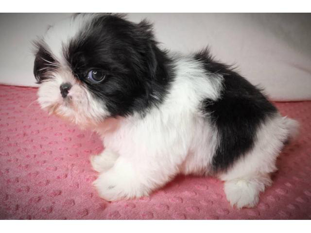 Male and female Shih tzu puppies in Stockton, California - Puppies for