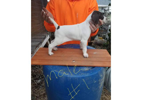 7 week old English pointer puppies for sale