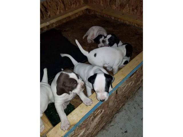 7 week old English pointer puppies for sale in Cincinnati ...