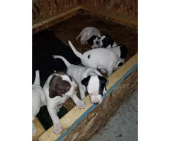7 week old English pointer puppies for sale