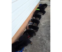 Pure bred rottweiler puppies ready to go home - 3